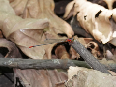 Teinobasis ruficollis