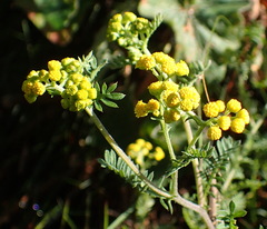 Hippia frutescens