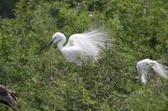 Ardea alba