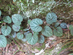 Viola variegata
