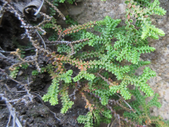 Selaginella rossii