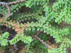 Selaginella rossii