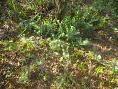 Lotononis involucrata