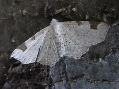 Aventiola trigonifera