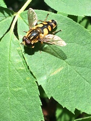 Helophilus obscurus
