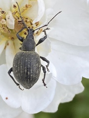 Otiorhynchus pseudonothus