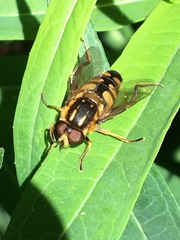 Helophilus obscurus
