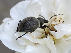 Otiorhynchus pseudonothus