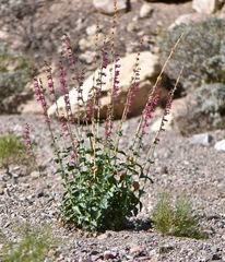 Penstemon bicolor roseus