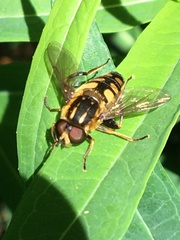 Helophilus obscurus