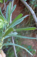 Lobostemon belliformis