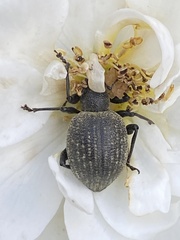 Otiorhynchus pseudonothus