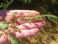 Lotononis involucrata