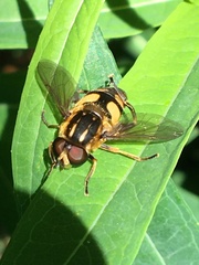 Helophilus obscurus