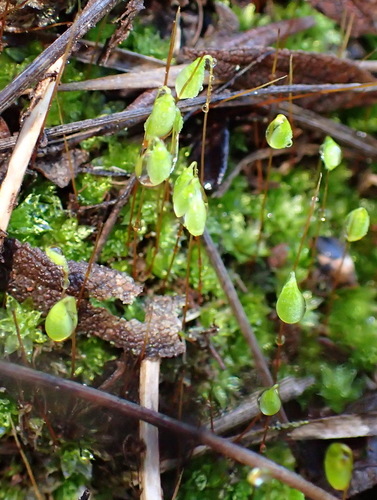 Image of Rosulabryum canariense by (c) Nicola van Berkel, some rights reserved (CC BY-SA)