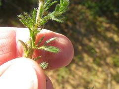 Lotononis involucrata