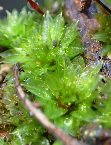 Image of Rosulabryum canariense by (c) Nicola van Berkel, some rights reserved (CC BY-SA)