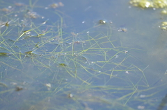 Potamogeton trichoides