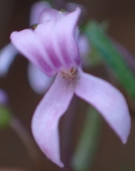 Cyphia digitata digitata