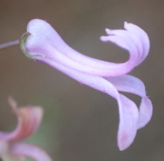 Cyphia digitata digitata