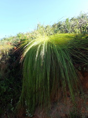 Schoenus gracillimus