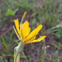 Tragopogon podolicus