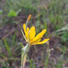 Tragopogon podolicus