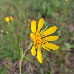 Tragopogon podolicus