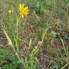 Tragopogon podolicus