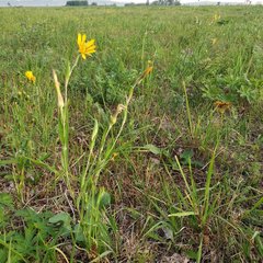 Tragopogon podolicus