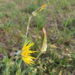 Tragopogon podolicus
