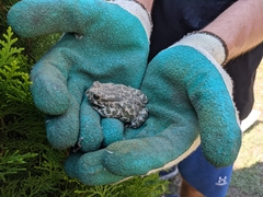 Bufotes viridis viridis