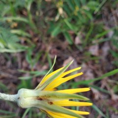 Tragopogon podolicus