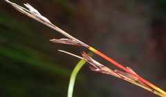 Schoenus gracillimus