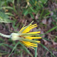 Tragopogon podolicus