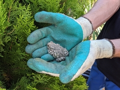 Bufotes viridis viridis