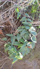 Dioscorea burchellii