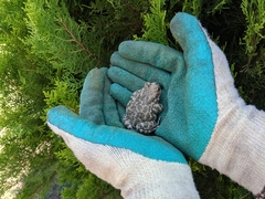 Bufotes viridis viridis