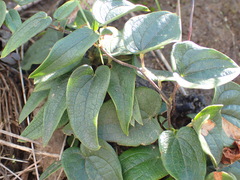 Dioscorea burchellii