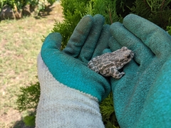 Bufotes viridis viridis