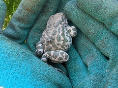 Bufotes viridis viridis