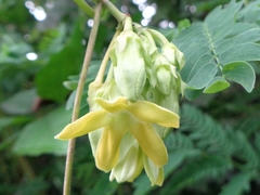 Telosma cordata
