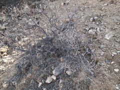 Stoeberia frutescens