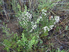 Erica scabriuscula