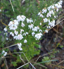 Erica scabriuscula