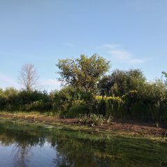 Jacobaea paludosa lanata