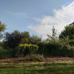 Jacobaea paludosa lanata