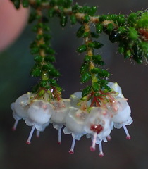 Erica scabriuscula