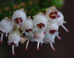 Erica scabriuscula