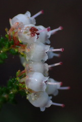 Erica scabriuscula